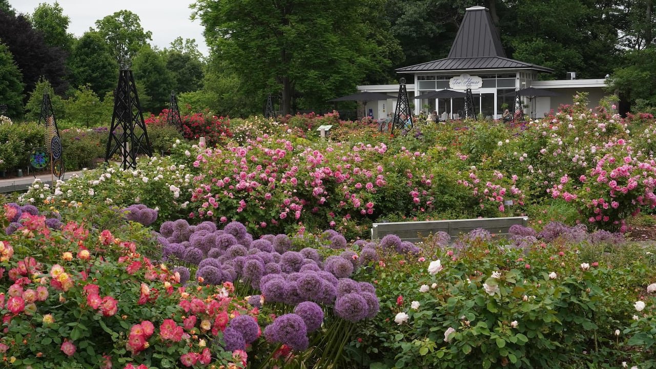 Colourful roses in a public garden.