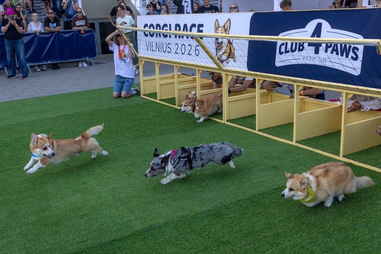 default-968 Corgis race out of a wooden gate.