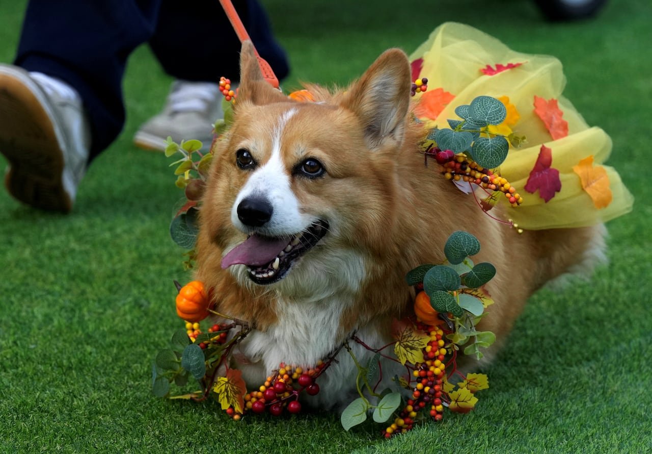 default-969 A corgi in a colorful costume.