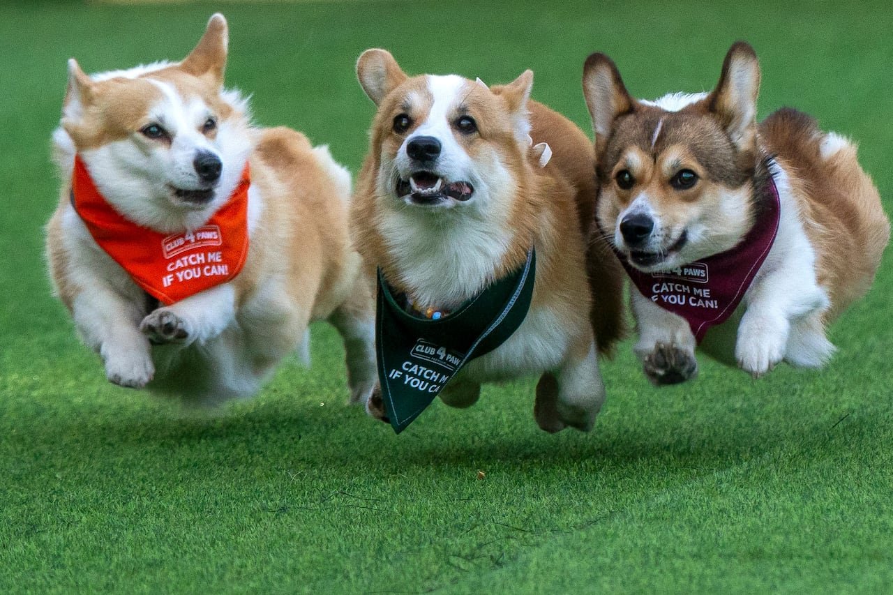 default-970 Three corgis wearing bibs that read, 'Catch me if you can,' race.