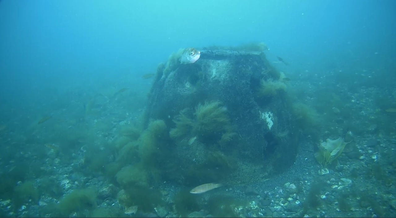 An underwater image of a structure on the sea floor covered in marine life, along with a fish.