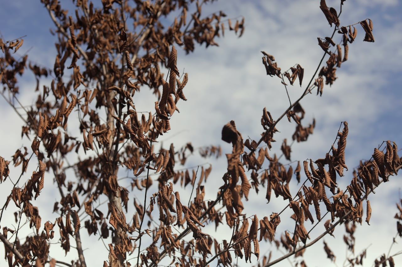 default-970 Close-up of brown, curling leaves on an elm tree affected by Dutch elm disease.
