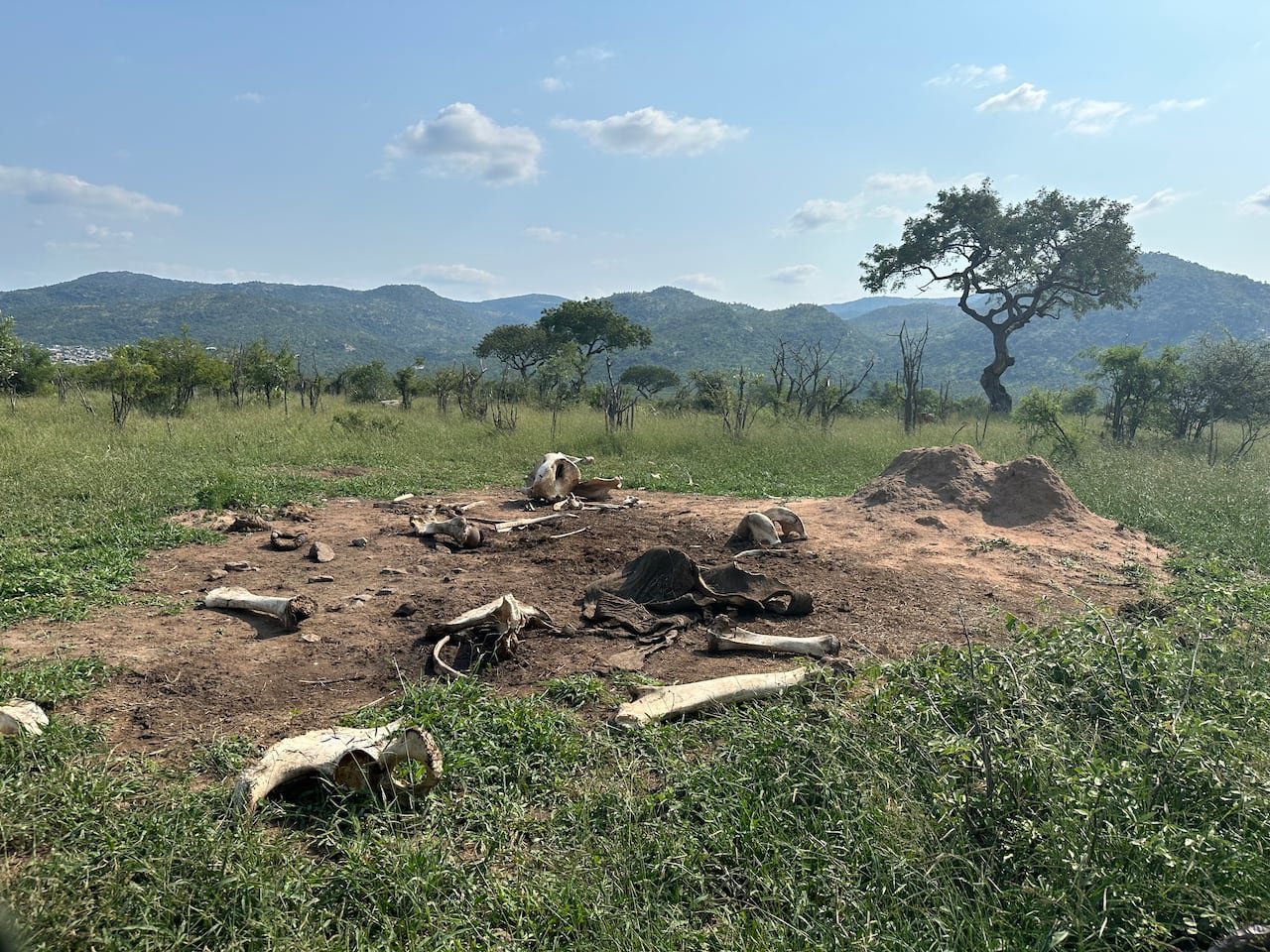 default-2325 a picture shows a large bare patch of ground covered in elephant bones